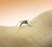 Alergičtí na kousnutí černých much: Co dělat, než se léčit?
