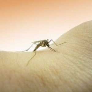 Alergičtí na kousnutí černých much: Co dělat, než se léčit?