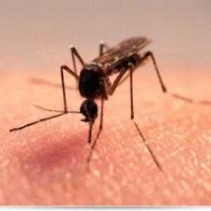 Jak uniknout z komáři lidových prostředků doma