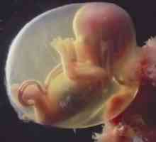 16 Týdnů těhotenství - Placenta je tvořena primární