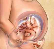 35 Týdnů těhotenství - jak se chovat budoucí matky v tomto období?