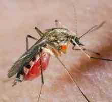 Alergičtí na bodnutí komárem: jak se vypořádat s pijavice?