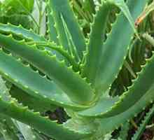 Aloe může pomoci s erektilní dysfunkcí