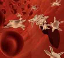 Analýzy ukázaly, že snížení krevních destiček v krvi, co to znamená a jak zvýšit hladinu červených…