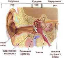 Anatomie lidského ucha: strukturální znaky