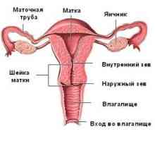 Anatomie ženských pohlavních orgánů