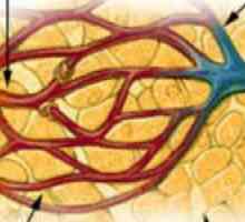 Arteriální a venózní kongesce