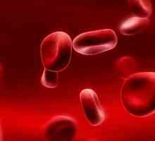 Ascaris v krvi - příznaky a způsoby nákazy