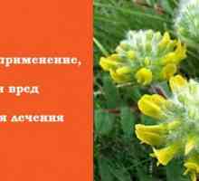 Astragalus - tráva Kreml a Skythové