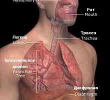 Nemoci dýchací soustavy v tibetské medicíny
