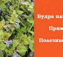 Glechoma hederacea: terapeutické vlastnosti a aplikace