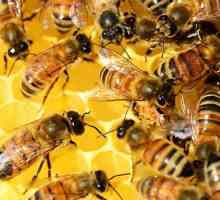 Léčivá síla uhynulých včel