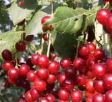 Bird cherry red: užitečné vlastnosti, recepty