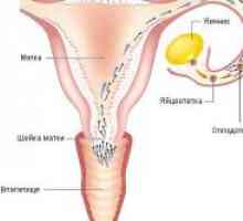 Jaká velikost je vajíčko na ovulaci?