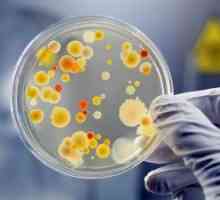 Bakteriální infekce - příznaky, diagnostika a metody léčby