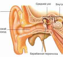 Jaký je orgán sluchu a jaké funkce plní?