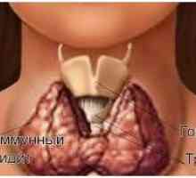 Jaký je hormon stimulující štítnou žlázu (TSH)
