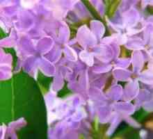 Fialové květy v lidovém léčitelství: recepty