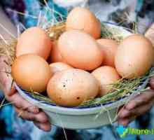 Cyroe vejce: kalorický obsah a jeho výhody