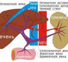 Flebotromboz: hlubokých žilách dolních končetin, povrch, holenní kosti, nižší vena cava