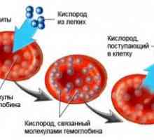 Hemoglobin menstruační 14