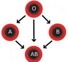 Krevní skupina (AB0): podstata, definice dítěte, kompatibilita, co dělá?