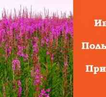Ivan-tea: prospěšné a terapeutické vlastnosti ruského čaje