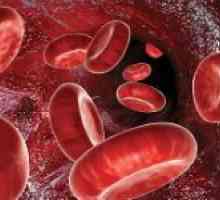 Co to je v krvi, a jaká je jeho role v lidském těle