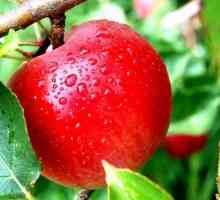 Jabloň. Výhody jablek