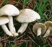 Jedovaté houby - připomínkou houbař