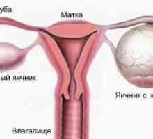 Vaječníky v průběhu menstruace