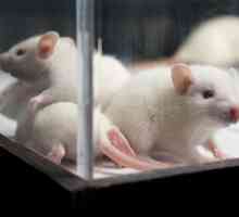 Japonští vědci se vrátili k uchu myši