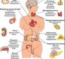 Endokrinní systém: jeho struktura, orgány a pracovní funkce