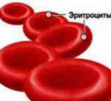 Červené krvinky a jejich funkce v krvi