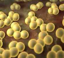 Jak se vypořádat s Staphylococcus aureus ve střevech?