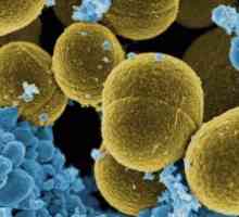 Jak je Staphylococcus aureus