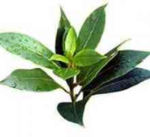 Jak používat esenciální tea tree olej na akné?