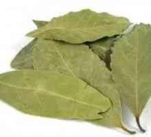 Jak používat bobkový list na cukrovku? Přirozené přírodní prostředek.