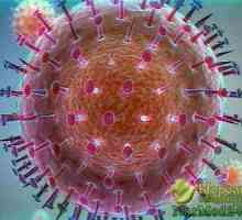 Jak se projevují příznaky prasečí chřipky na člověka a co dělat, když nakažený