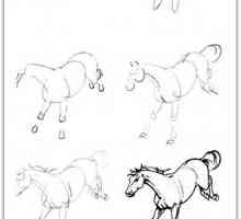 Jak nakreslit koně tužka: 20 lekcí po etapách