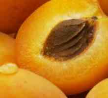 Užitečné vlastnosti meruňkových jam