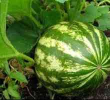 Jak pěstovat meloun ve skleníku
