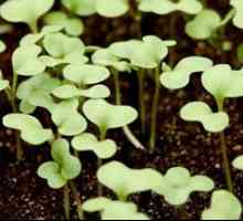 Jak pěstovat sazenice zelí