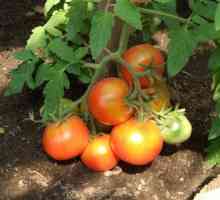 Jak pěstovat rajčata v otevřeném poli