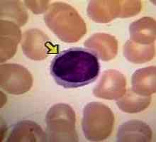Jaká je míra lymfocytů v krvi a jejich funkce