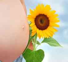 Co je žluté tělísko v průběhu těhotenství