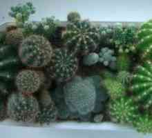 Cactus: užitečné vlastnosti. Použití kaktusu v lidovém léčitelství
