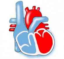 Různé typy kardiomyopatie: výskyt, diagnostika a léčba onemocnění