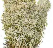 Cladonia alpine