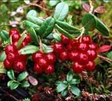 Cranberry - užitečné vlastnosti a případné kontraindikace